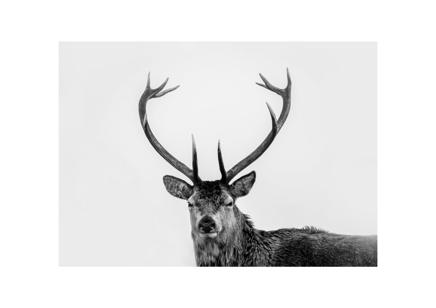 Foto & Immagini: Photo originale "Le cerf en Ecosse" – Usato da Vaumarcus venduto da Arte-Lovers