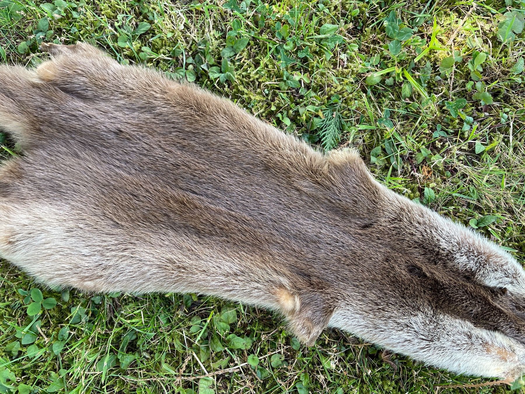Il mondo degli animali: wunderschönes Fischotterfell – Usato da Feldbach venduto da Olive1 5
