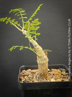 Boswellia Neglecta - Schwarzer Weihrauchbaum