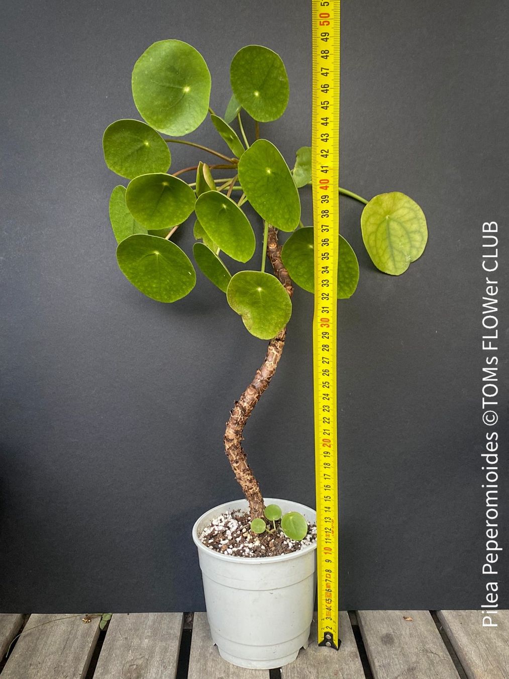Piante & sementi: Pilea Peperomioides - 100% Bio-Anzucht – Nuovo e nell'imballaggio originale da Adliswil venduto da astom369 6