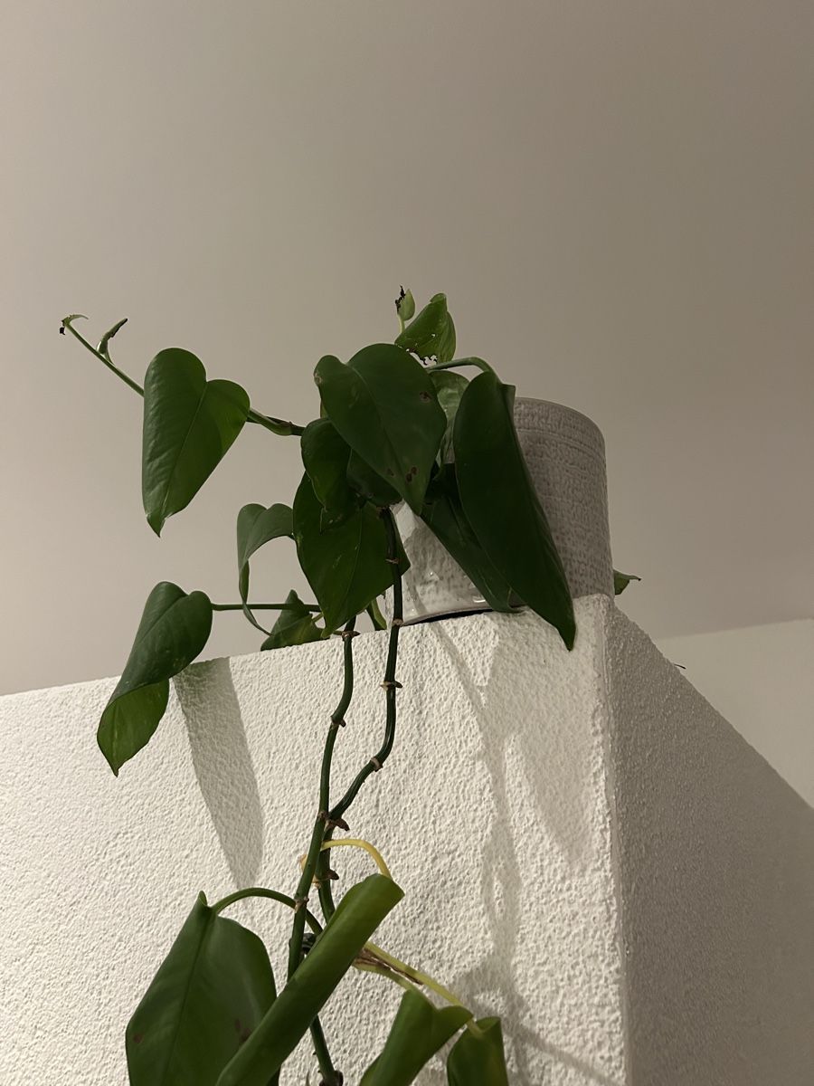 Plantes & graines: Efeutute mit Übertopf – D'occasion à Thun par ann_j9cx 1
