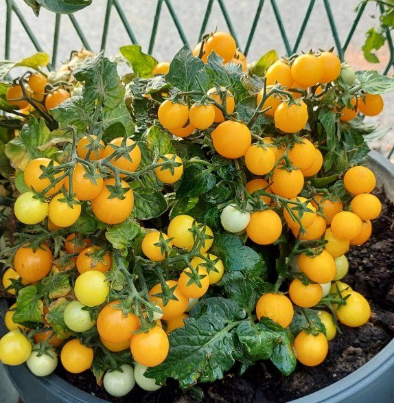 Piante & sementi: TOPF -Cocktail TOMATE Aztek /Gelb / 5 Samen – Nuovo (secondo la descrizione) da Hinteregg venduto da ERFOLG78 4