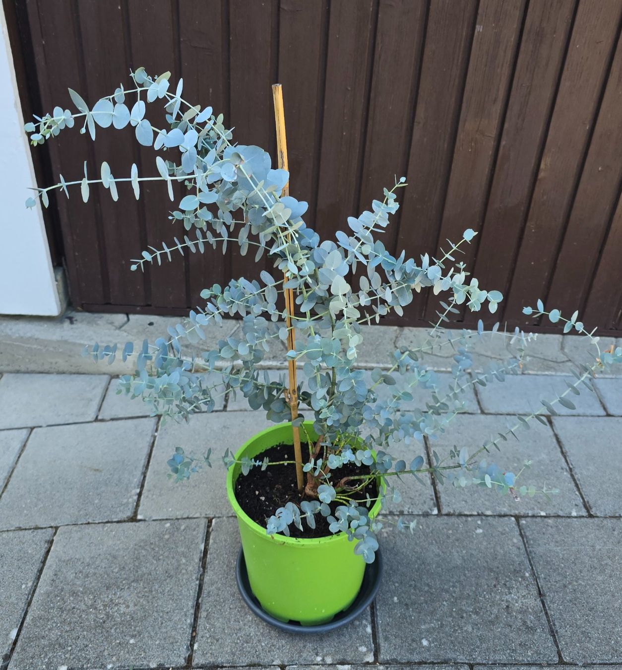 Plantes & graines: Schöner Eukalyptus (Eucalyptus gunnii) – Neuf (Voir description) à Aarburg par popkorn65 1