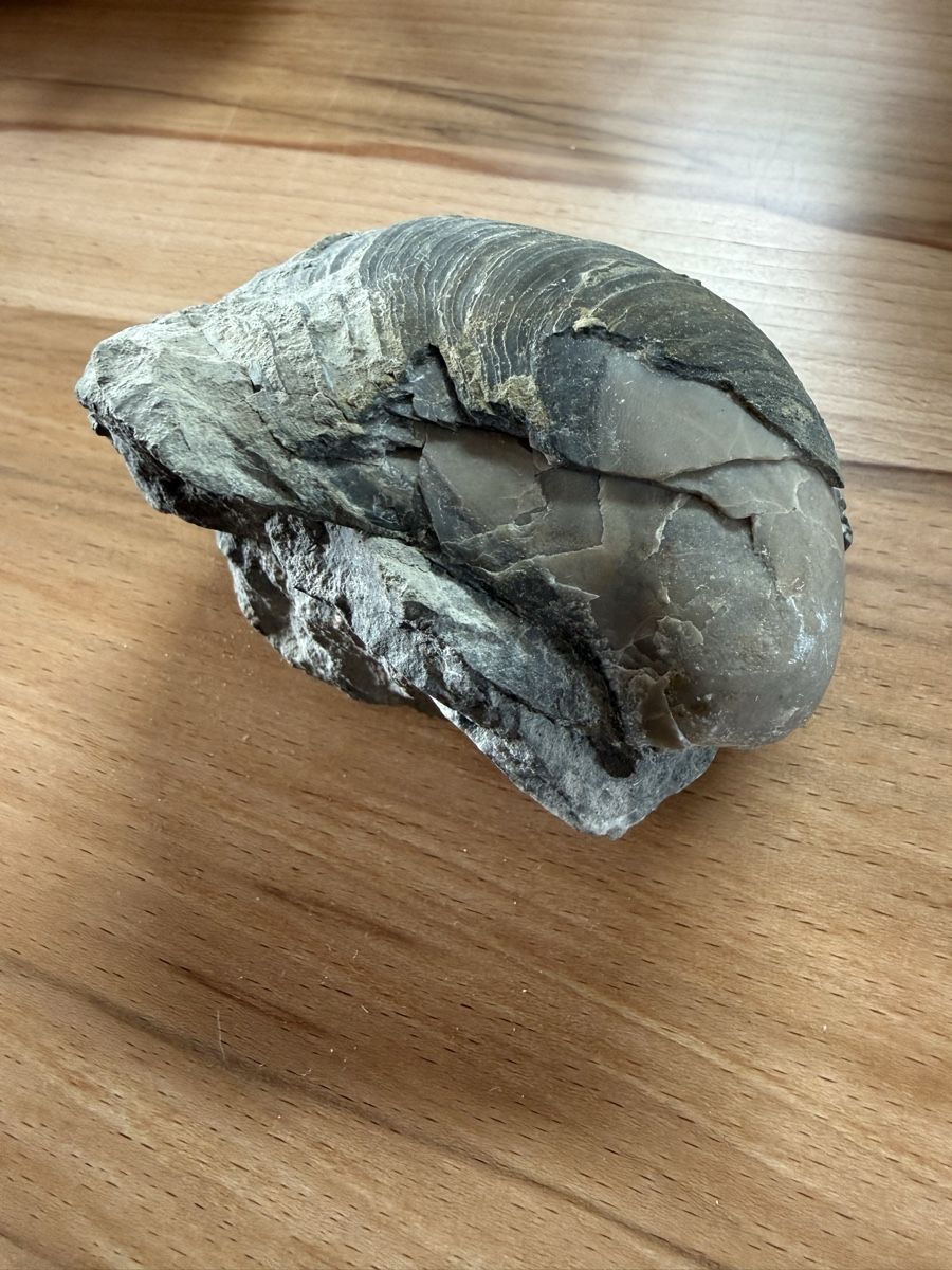 Fossilien: Versteinerte Auster – Gebraucht aus Grenchen von Bastet007 4