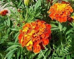 Œillet d'Inde ! INSECTICIDE NATUREL  15g