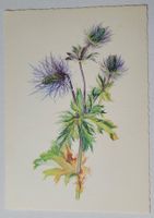 ERYNGIUM ALPINUM – ALPEN-MANNSTREU