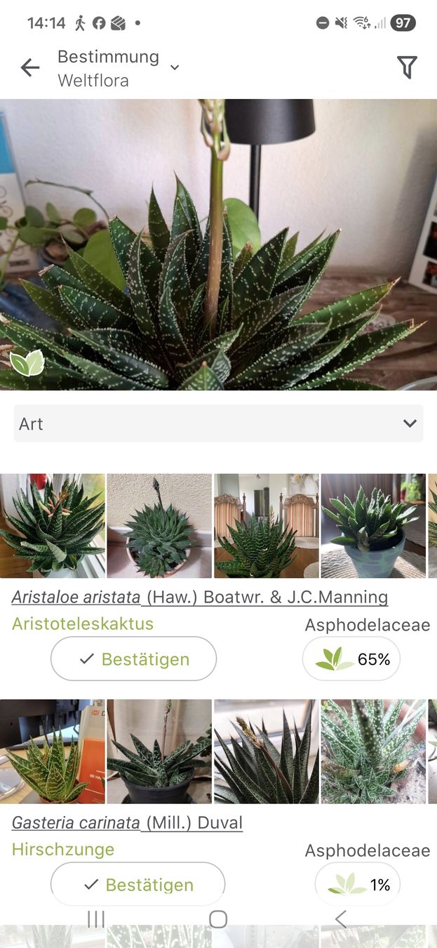 Piante & sementi: Seltene Sukkulente mit Blüte! – Usato da Zeihen venduto da P_B4 2