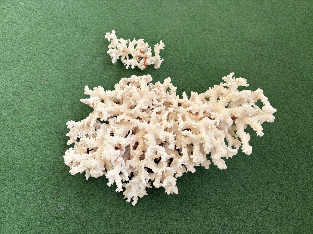 Tutte le decorazioni: Corail blanc – Usato da Bellevue venduto da Fas05 1