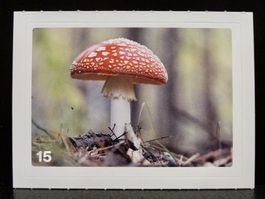 MIGROS MANIA Nature Detectives Nr. 15