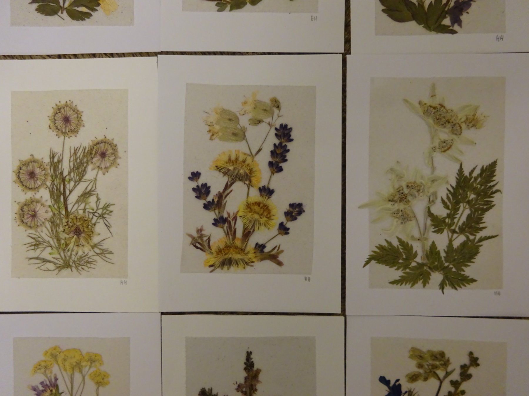 Bücher: Herbarium Botanik Alpenflora / 20 Grusskarten – Gebraucht aus Esslingen von eintagammeer 4