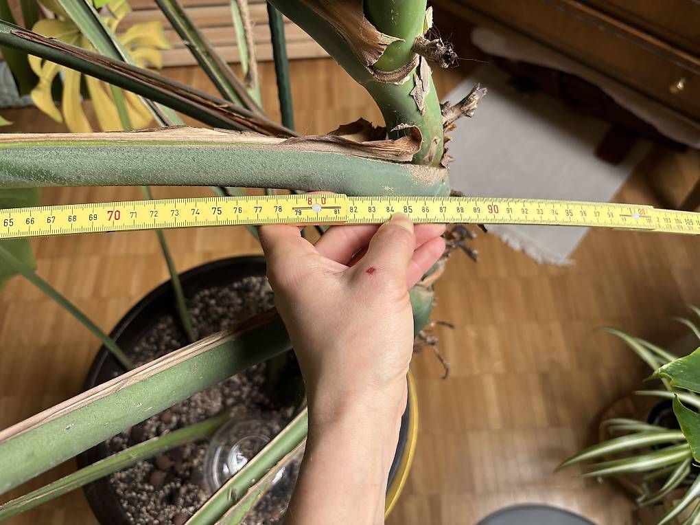 Piante & sementi: Riiesige Monstera  – Usato da Kriens venduto da nor_5ph9 2