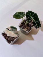 Alocasia Pink Velvet (Variegata)