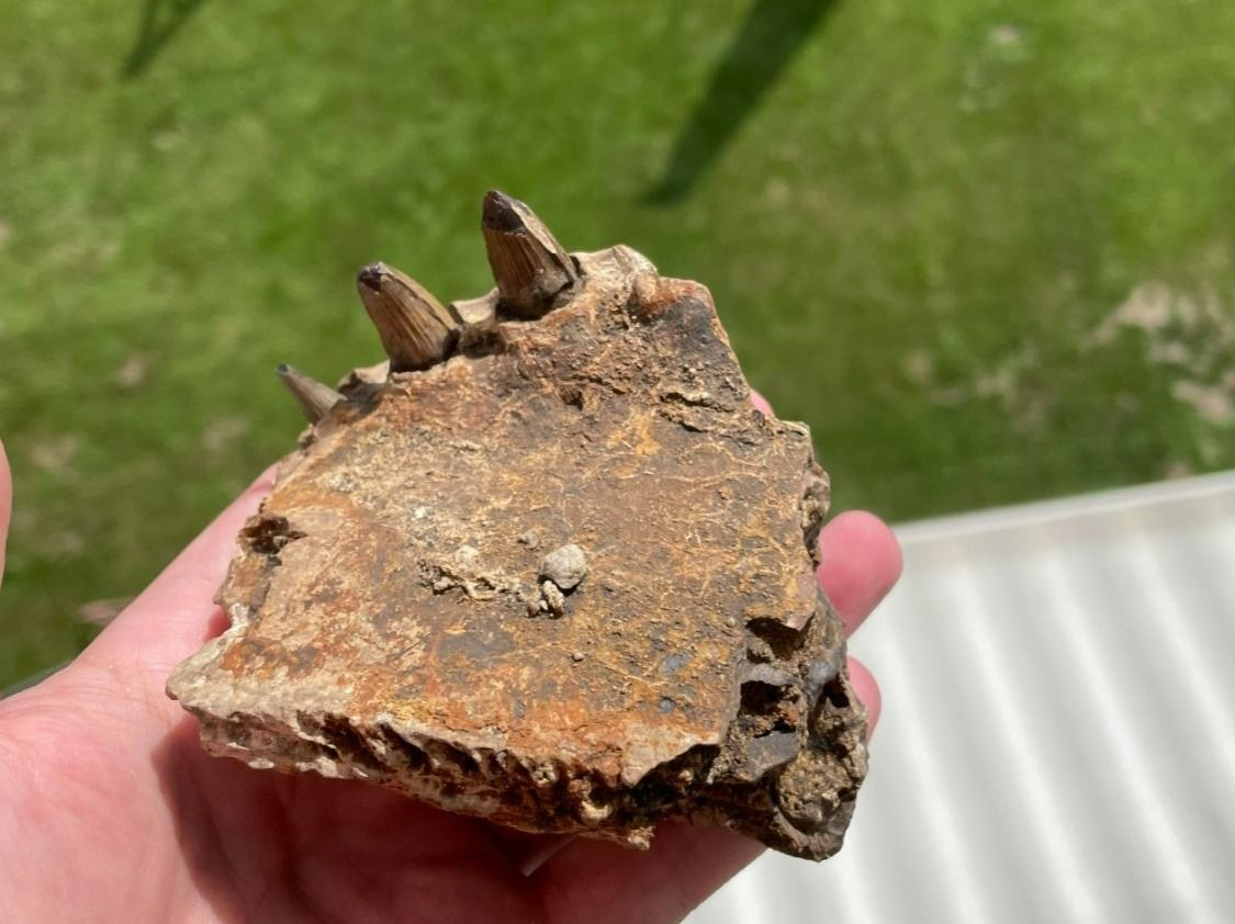 Fossili: Fossiles Krokodil Kieferstück – Usato da schüpfen venduto da rica122 2
