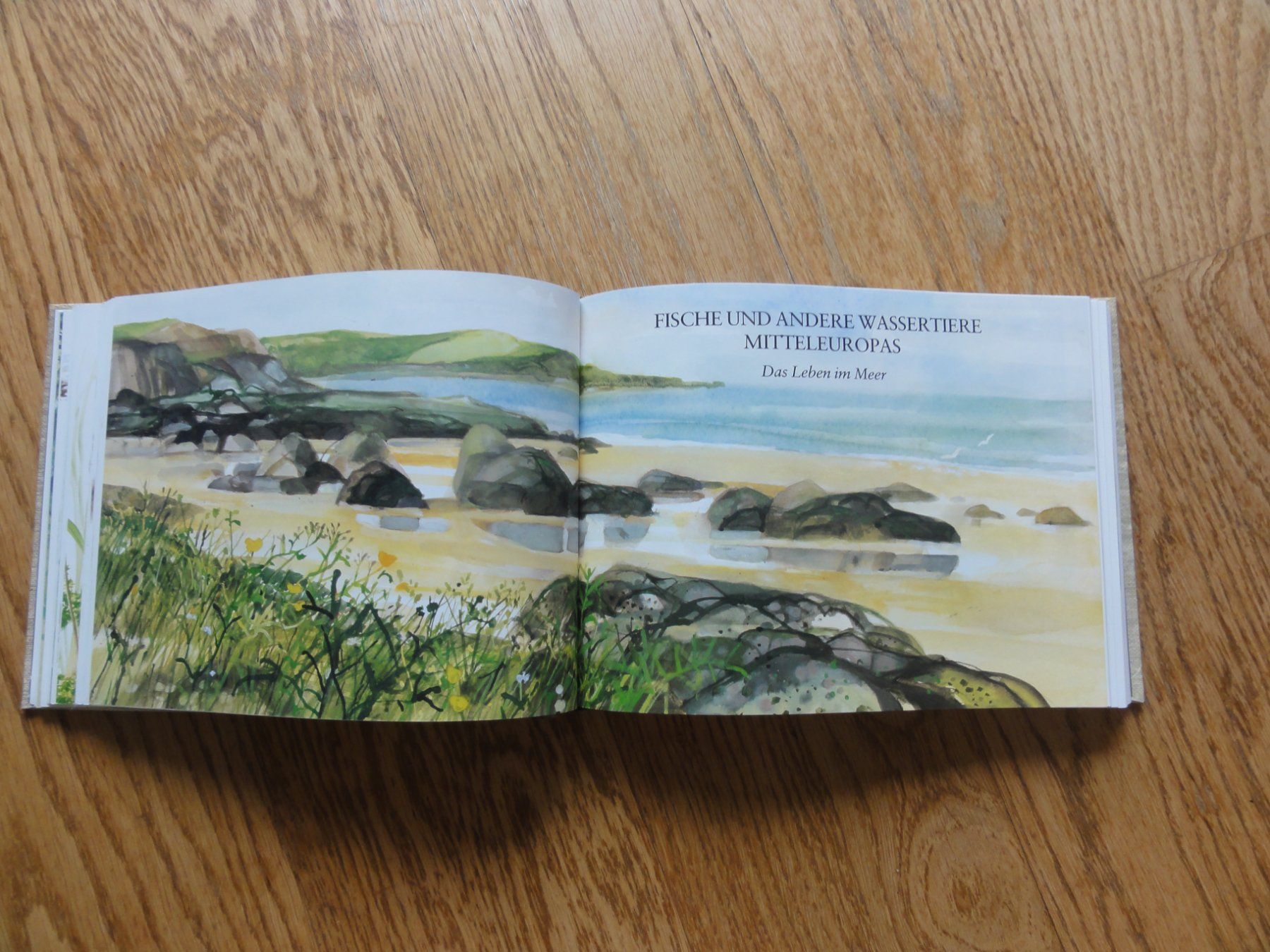 Libri: Fische und andere Wassertiere Mitteleuropas – Usato da Riedholz venduto da Taweva 4