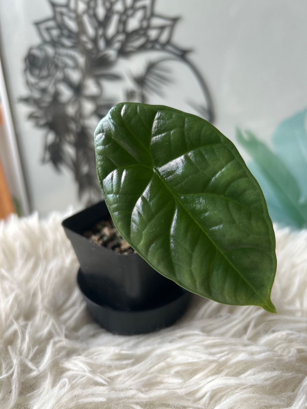 Piante & sementi: Alocasia Sinuata – Nuovo (secondo la descrizione) da Scherzingen venduto da Elefantenohr.ch