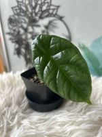 Alocasia Sinuata