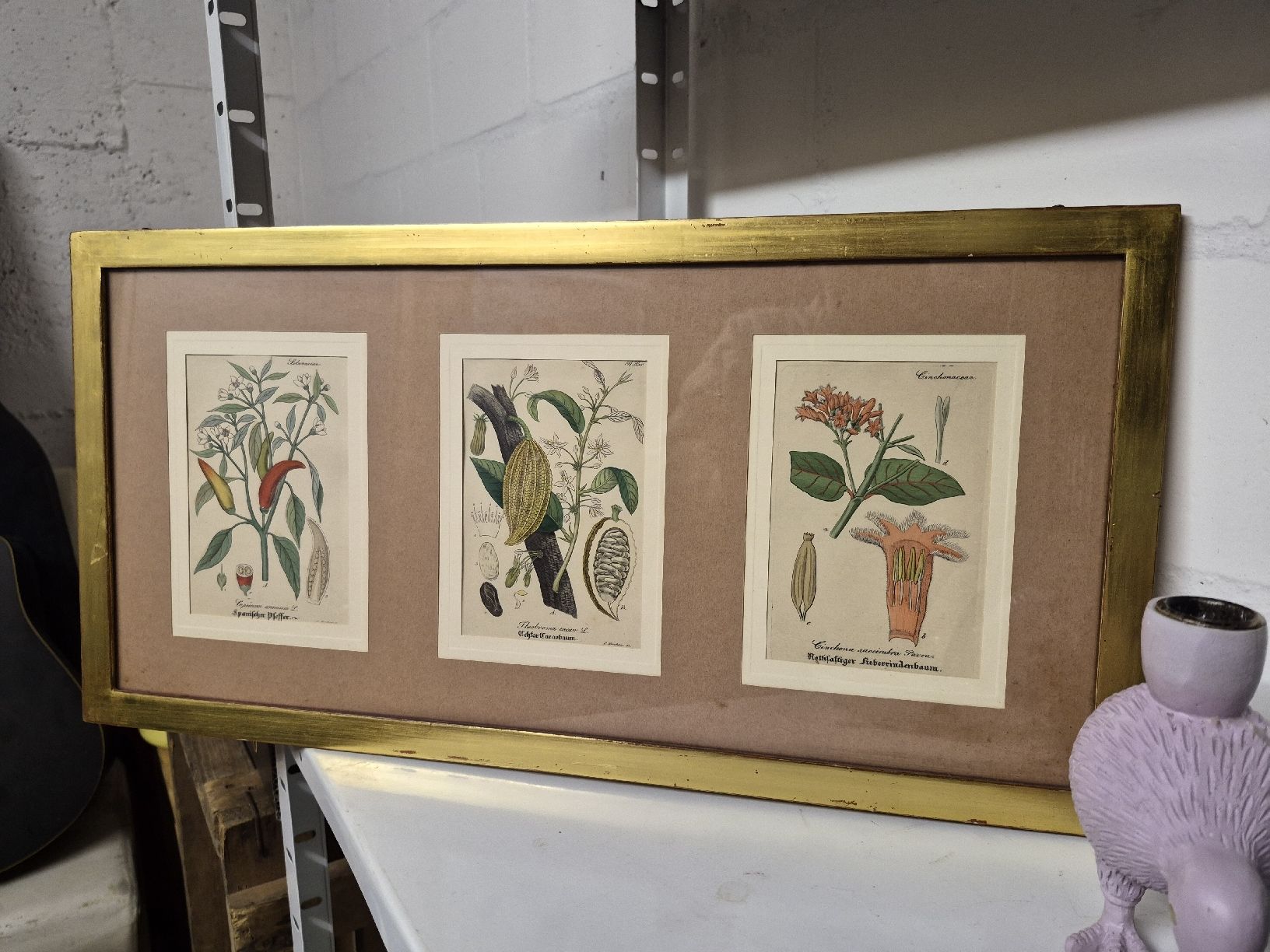 Foto & Immagini: 3er botanische Kunstdrucke, gerahmt, Goldrahmen – Usato da Frauenfeld venduto da mel_2gqy