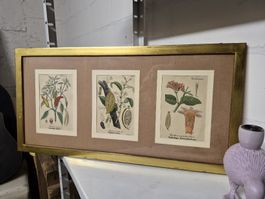 3er botanische Kunstdrucke, gerahmt, Goldrahmen