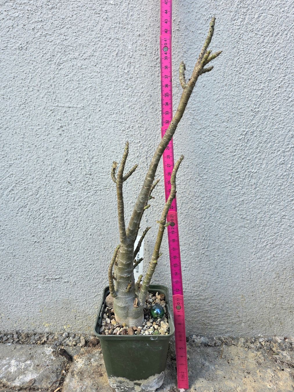 Piante & sementi: Adenium arabicum "Black Hawk" / Wüstenrose – Usato da Thalheim venduto da silvara01 2