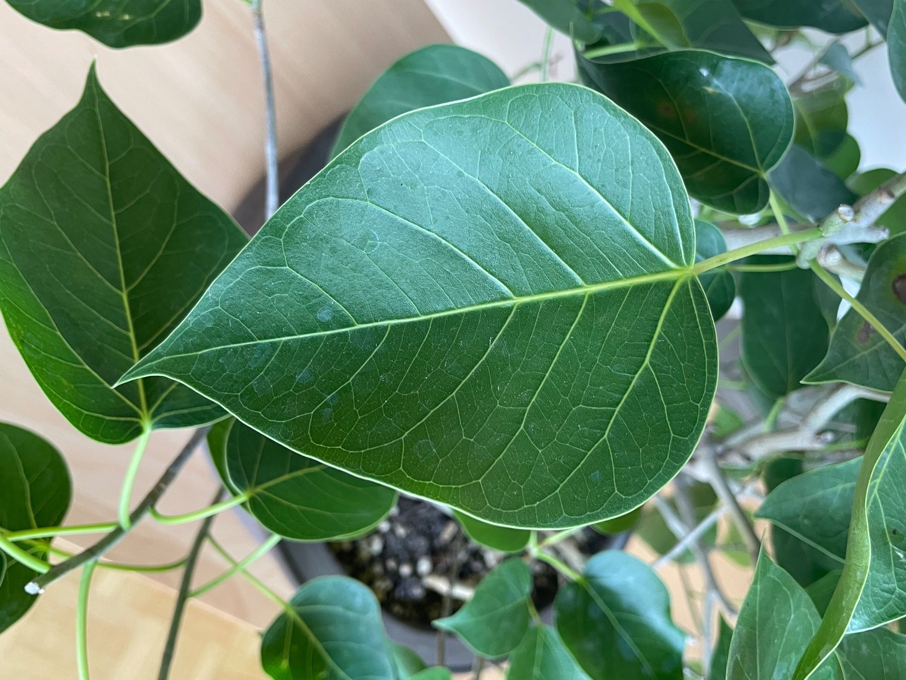 Pflanzen & Samen: Ficus religiosa Bonsai Wäldchen – Gebraucht aus Uster von simonic 4