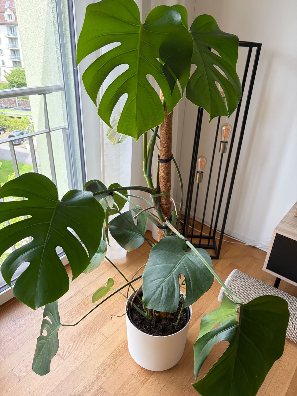 Plantes & graines: Monstera inkl. Topf – D'occasion à Luzern par Kimja123