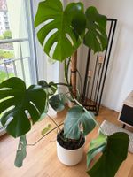 Monstera inkl. Topf