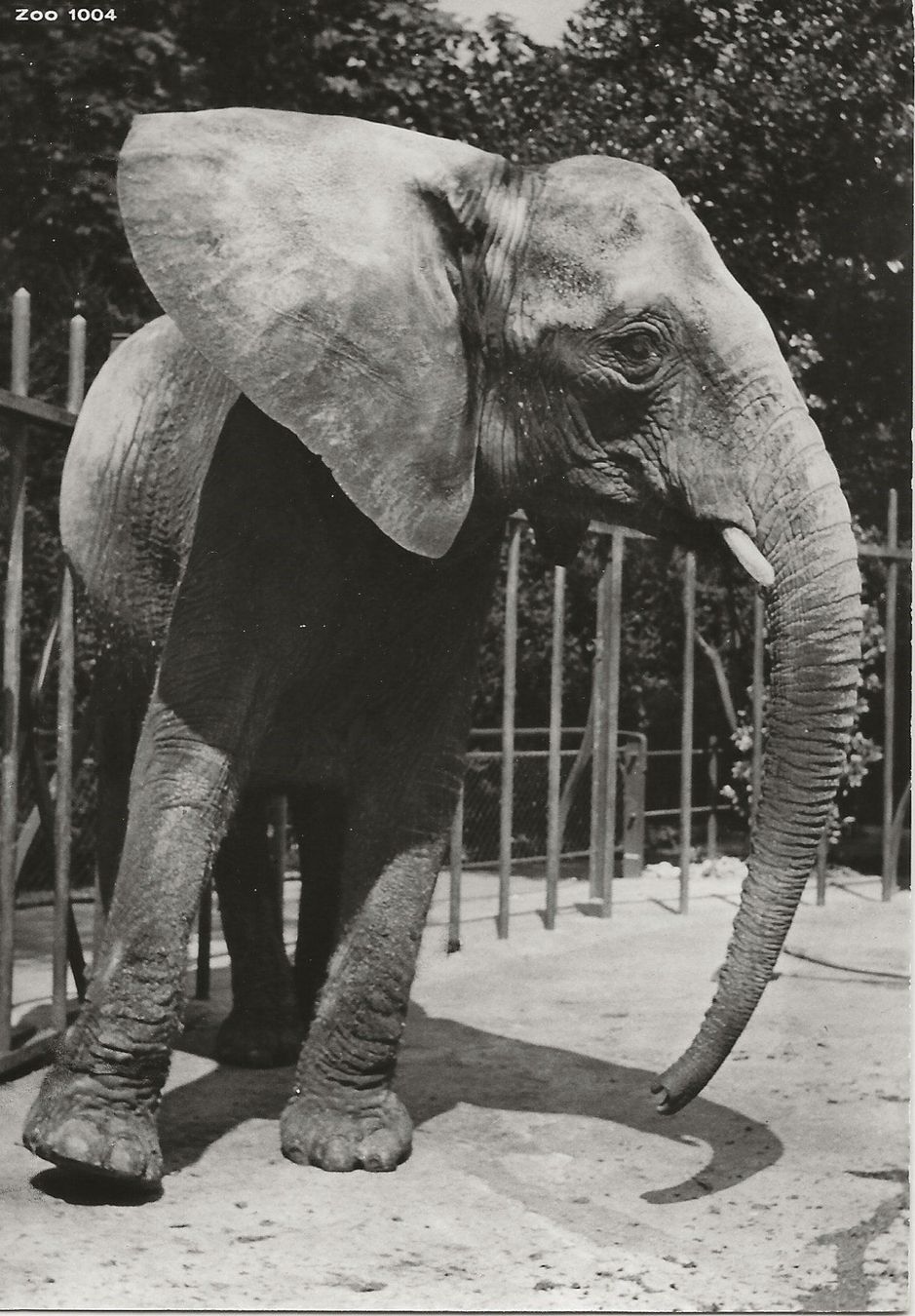 Cartoline postali: Basel,Zoo,Afrikanischer Elefant – Usato da Frauenfeld venduto da Merk52