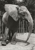 Basel,Zoo,Afrikanischer Elefant
