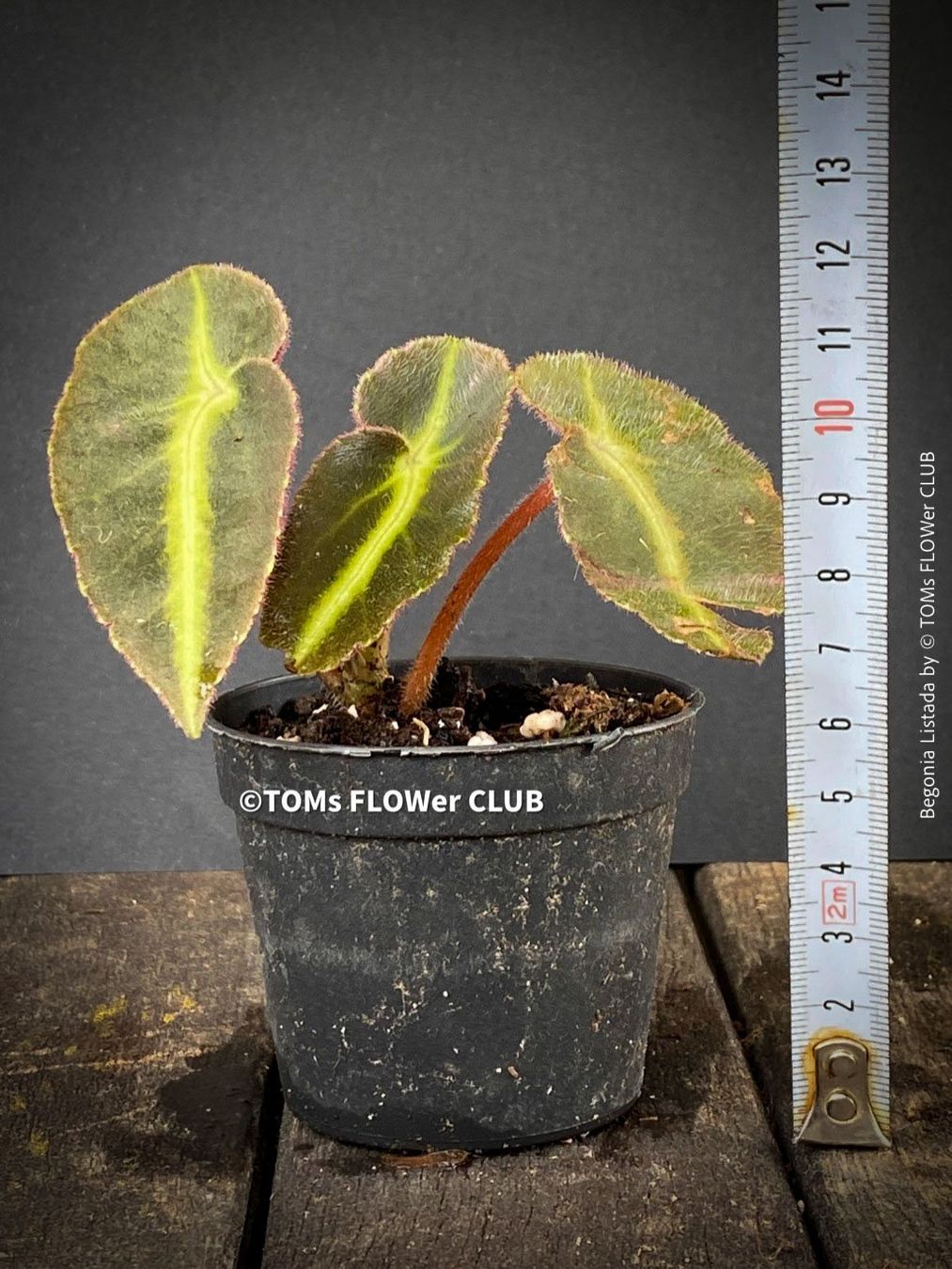 Piante & sementi: Begonia Listada - tropisch aus Brasilien – Nuovo e nell'imballaggio originale da Adliswil venduto da TAKEYOURPLANT 5
