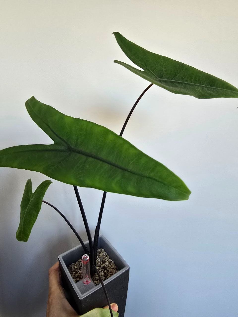 Piante & sementi: Alocasia Black Zebrina – Usato da Nidau venduto da lena_yellow 2
