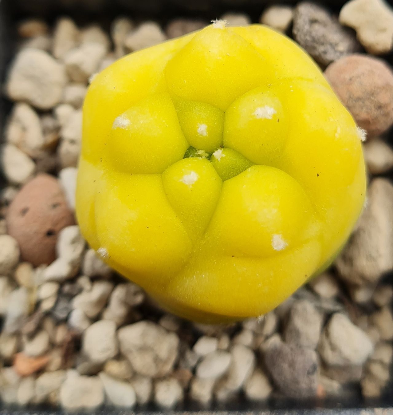 Pflanzen & Samen: Lophophora Diffusa Variegata Graft – Gebraucht aus Basel von fra_h7bq 4