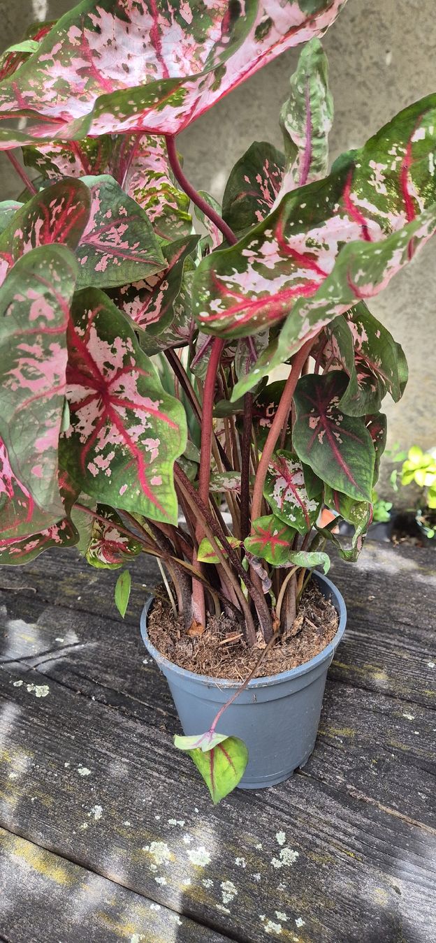 Pflanzen & Samen: caladium – Gebraucht aus Genthod von Lenas9 2