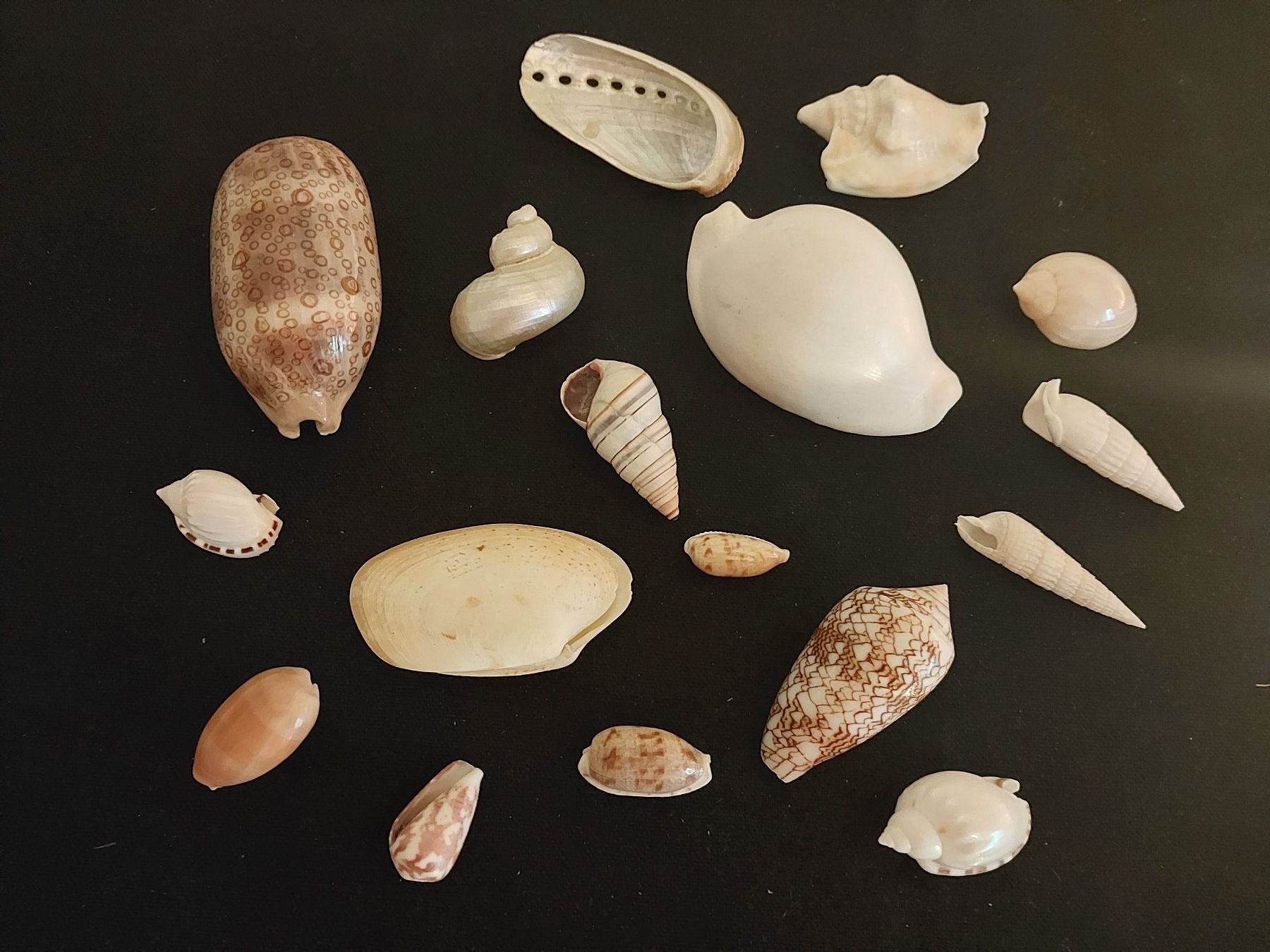 Fossiles: Muschelsammlung Meeresdeko verschiedene Arten – D'occasion à Opfikon par Fighty 2