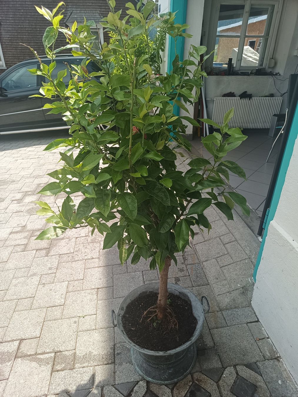 Pflanzen & Samen: Zitronenbaum – Gebraucht aus Oberegg von A-Z.Handel.Loehrer 1