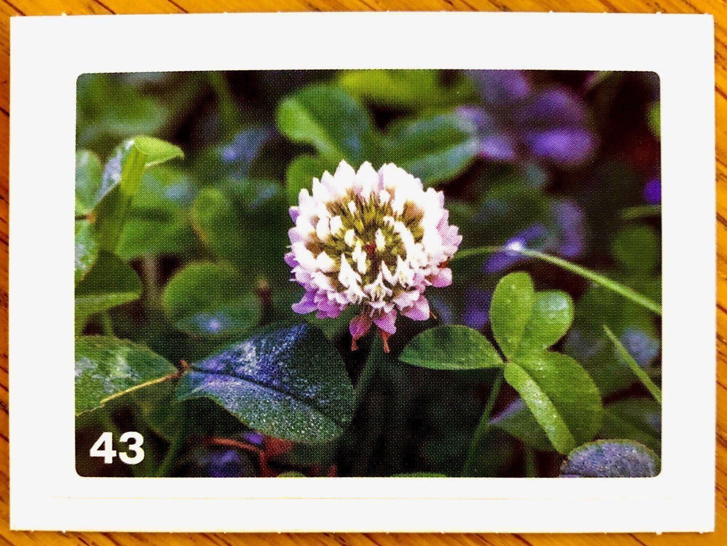 Migros Carte collezionabili: Migros Nature Detectives - Bild Nr. 43 – Nuovo (secondo la descrizione) da Oberrieden venduto da Zimmerberg10
