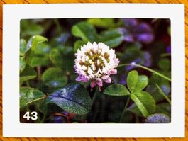 Migros Nature Detectives - Bild Nr. 43