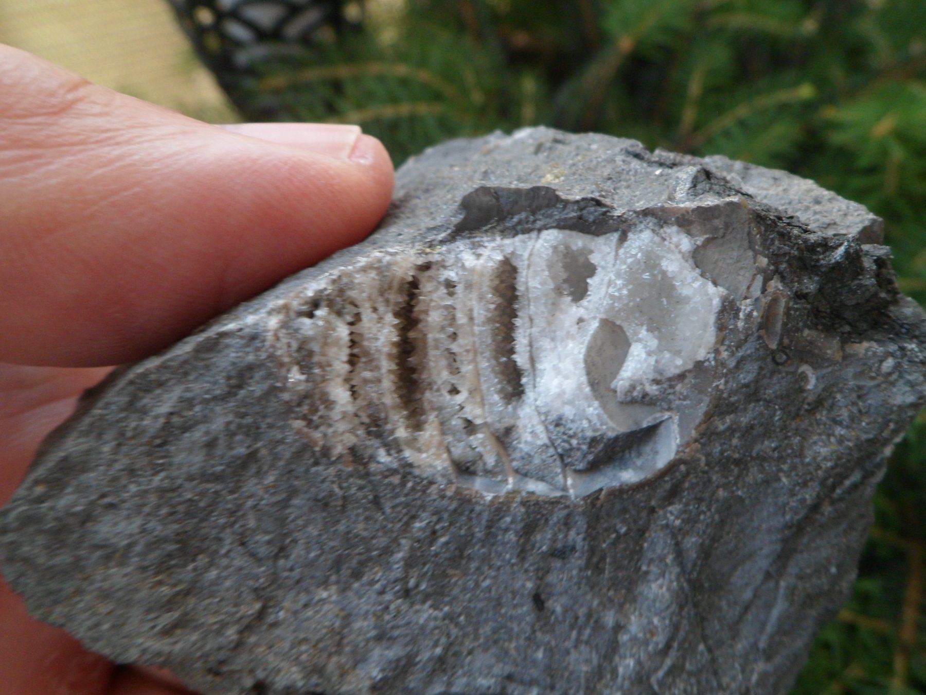 Fossilien: Fossil, Nautilus, Schweiz – Gebraucht aus Affoltern am Albis von Fossil60 3