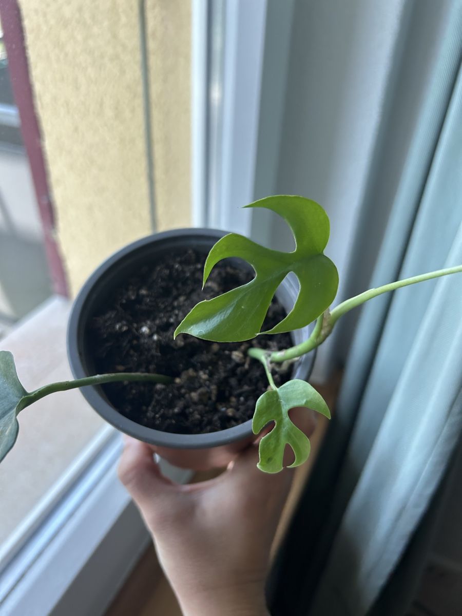 Piante & sementi: Monstera minima, Zimmerpflanze – Usato da Biel/Bienne venduto da van_6qsl 2