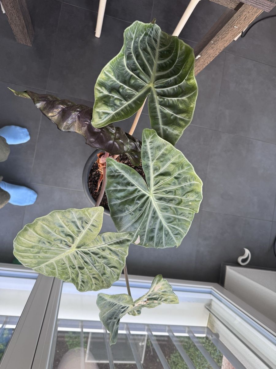 Piante & sementi: Alocasia Rosa Dragon – Usato da Zürich venduto da lui_ns5h 2