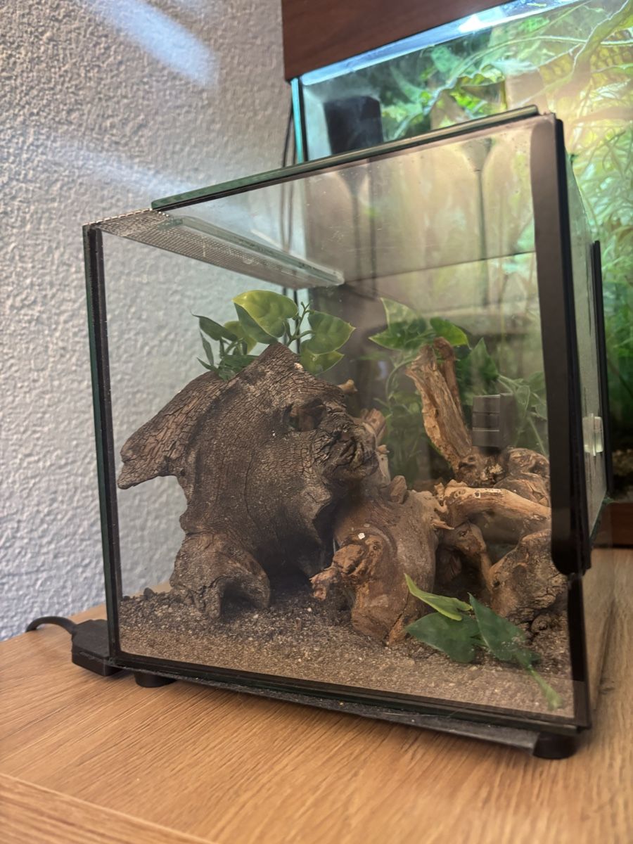 Terrarium: Terrarium 20x20cm – Gebraucht aus Lyss von vam_r6h6 1