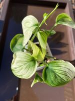 Scindapsus White Monster🤍✨ - 3 Pflanzen
