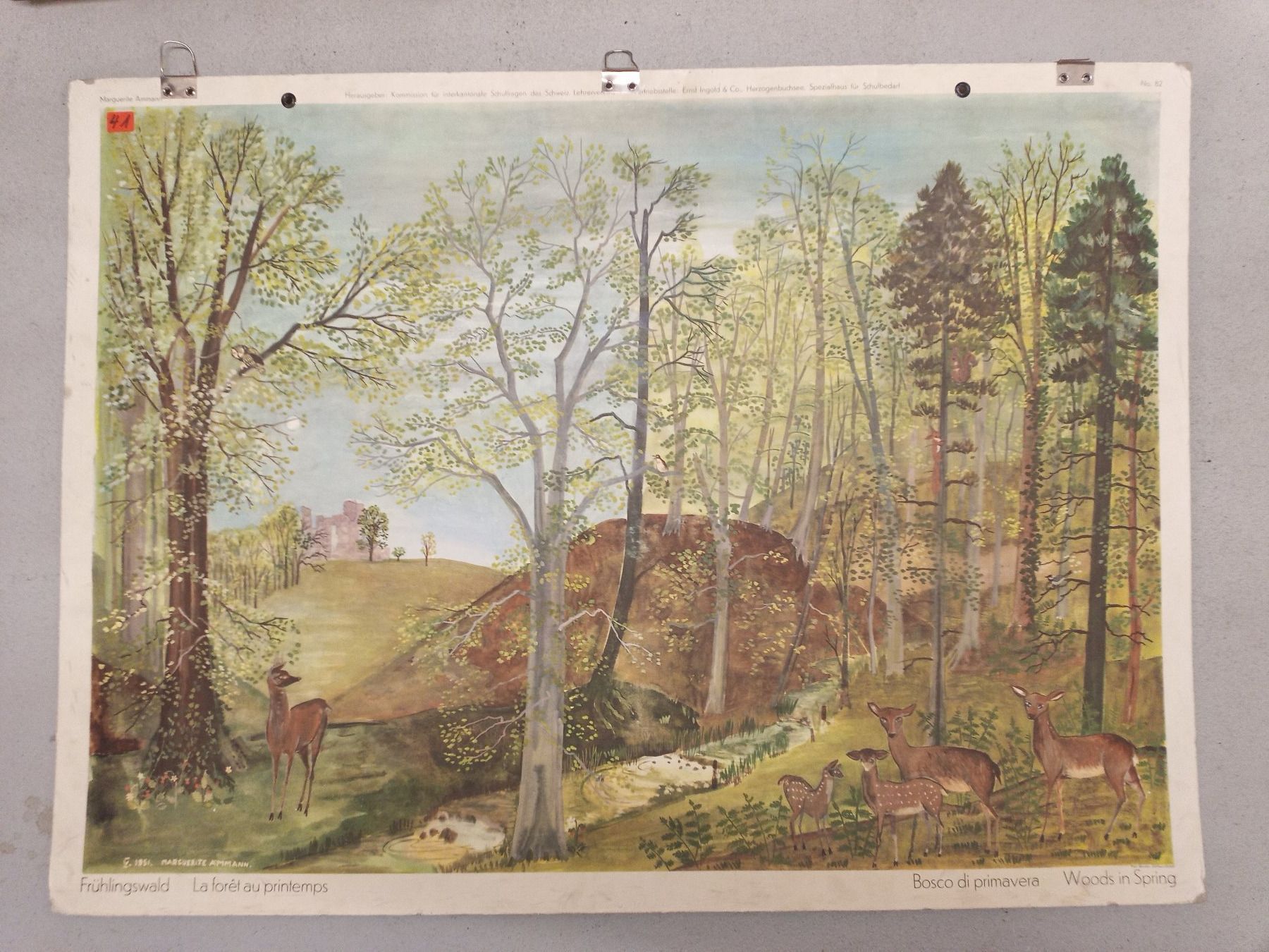 Foto & Immagini: Schulwandbild 82 Frühlingswald – Usato da Zürich venduto da danihell