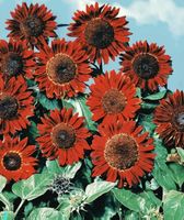 10 Samen sehr seltene Zier-Sonnenblume „Rote Sonne“