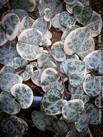 Ceropegia Woodii Albo Variegata - „String of Hearts"