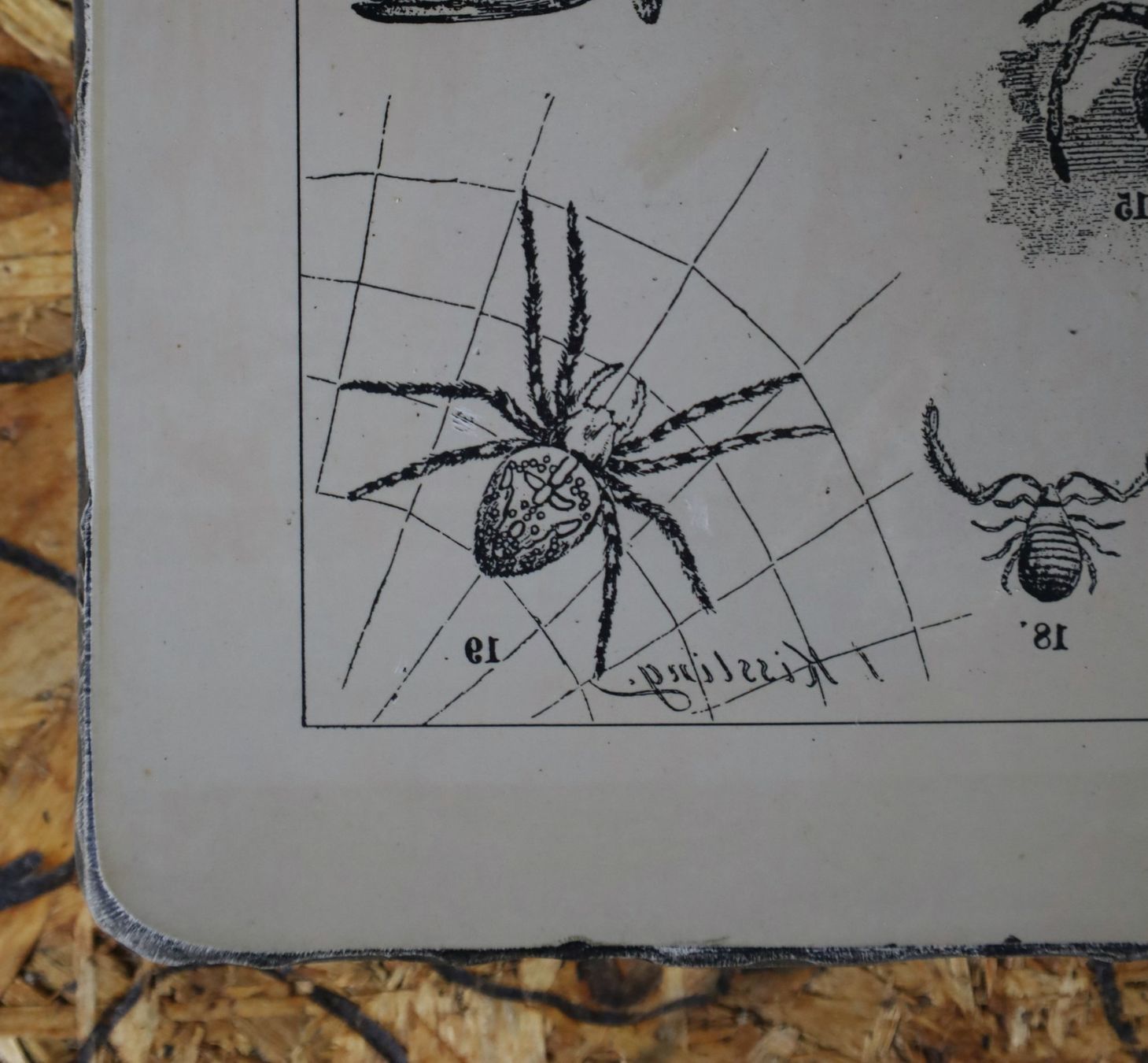 Arts picturaux & lithographies: Lithostein, Lithographie "Schmetterlinge, Spinnen" – D'occasion à Birrwil par brandschatz_birrwil 2