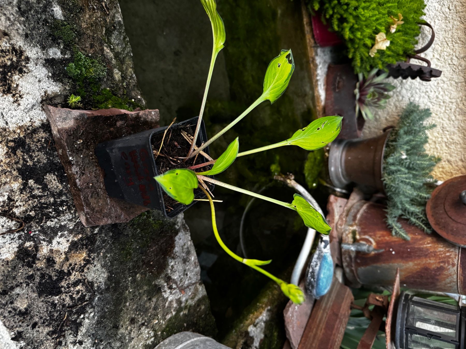 Pflanzen & Samen: Hosta Green With Envy – Gebraucht aus Lajoux JU von Briard0