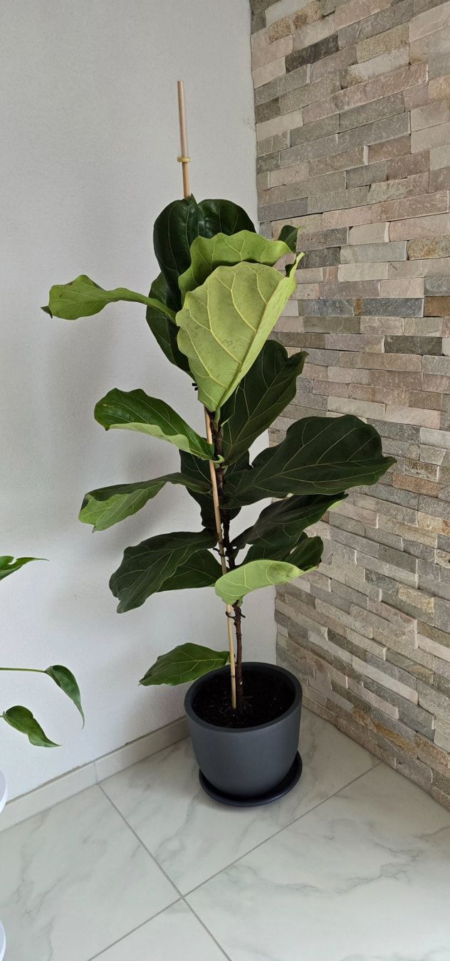 Piante & sementi: Geigenfeige (Ficus lyrata – Usato da Aarburg venduto da Glitzerschein 3