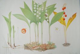 Original Schweizer Schulwandbild Nr. 94 „Maiglöckchen“