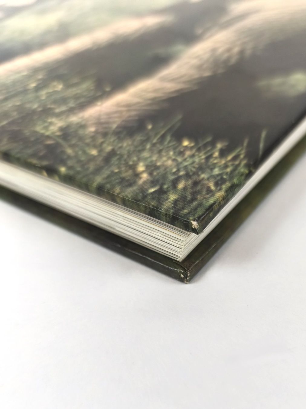 Libri: BUCH Tiere der afrikanischen Savanne – Usato da Schaffhausen venduto da Restwert_SH 5