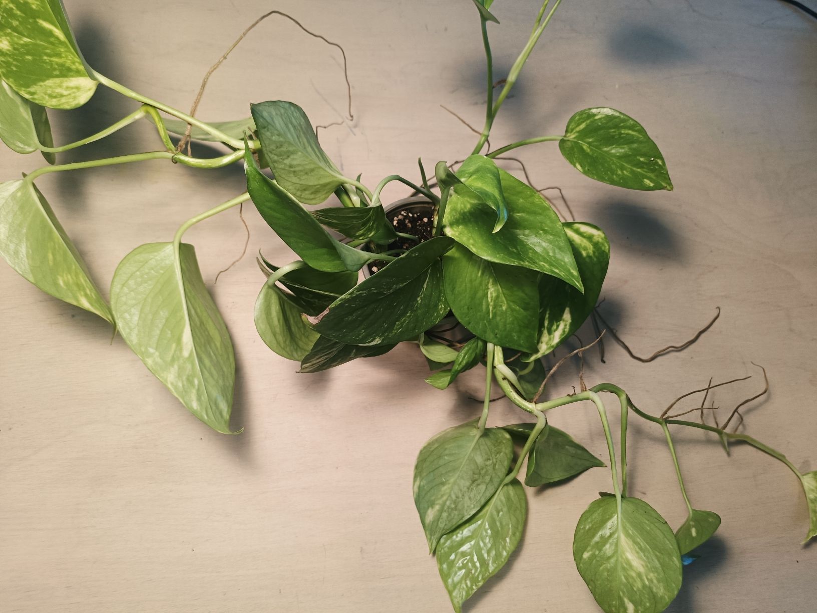 Piante & sementi: Efeutute Epipremnum aureum  – Usato da Luzern venduto da sann2 1